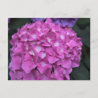 Hydrangea vykort