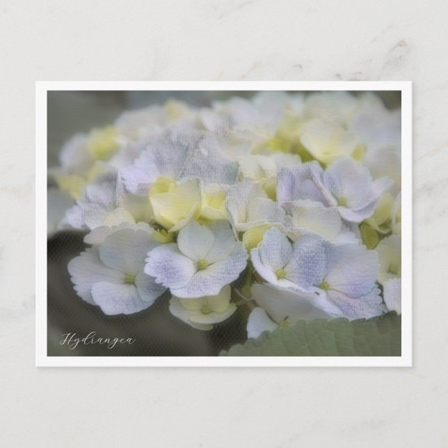 Hydrangea Vykort (Framsida)