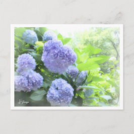 Hydrangea Vykort