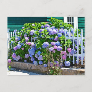 Hydrangea vykort