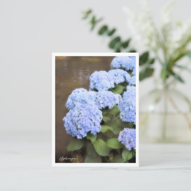 Hydrangea Vykort (Stående Fram)