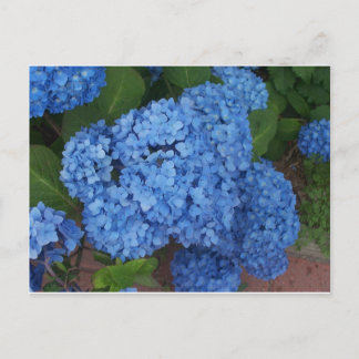 Hydrangea Vykort
