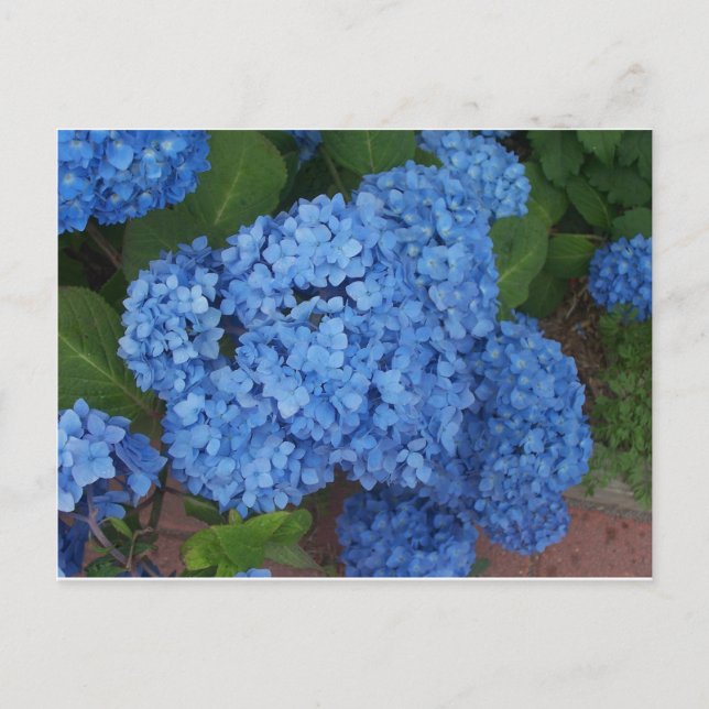 Hydrangea Vykort (Framsida)