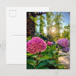 Hydrangea-vykort! Vykort