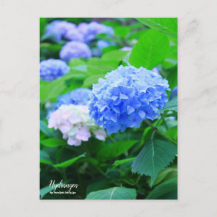 Hydrangea:vykort Vykort