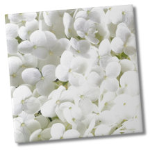 Hydrangea White Blommönster
