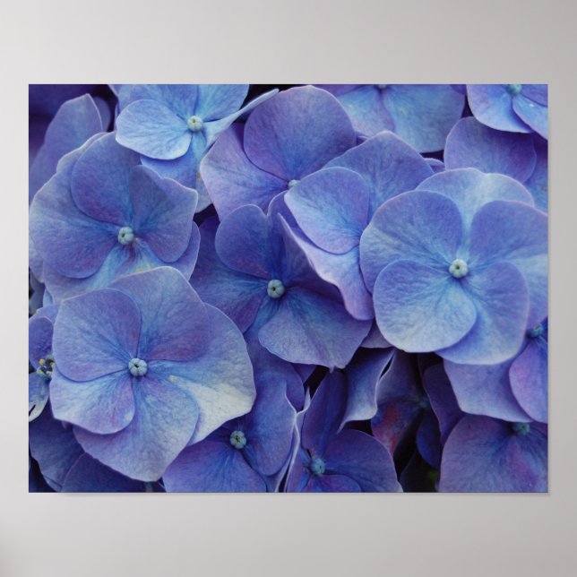 Hydrangea Zoom Poster (Framsidan)