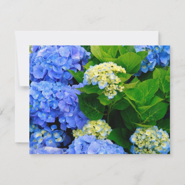 Hydrangeas (Framsida)