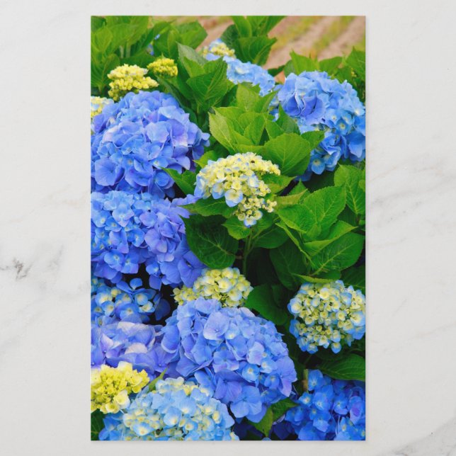 Hydrangeas (Framsida)