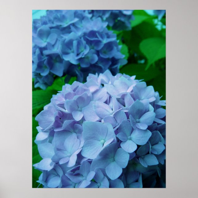 Hydrangeas {Blue} | POSTER (Framsidan)