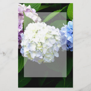 Hydrangeas Brevpapper