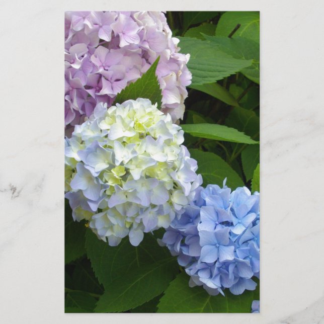 Hydrangeas Brevpapper (Framsida)