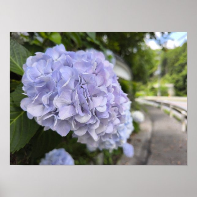 Hydrangeas by the Roadside – Nature Photography Poster (Framsidan)