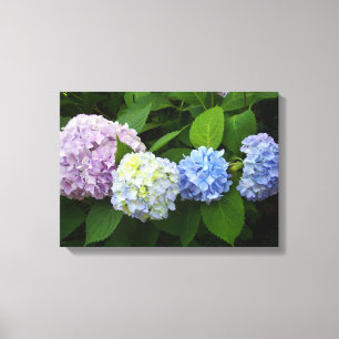 Hydrangeas Canvastryck