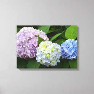 Hydrangeas Canvastryck
