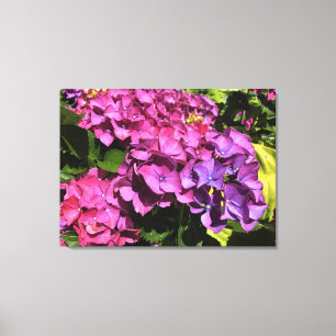 Hydrangeas Canvastryck