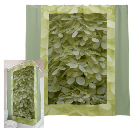 Hydrangeas Celadon Grönt Blommar Fotografi