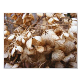 Hydrangeas från februari fototryck