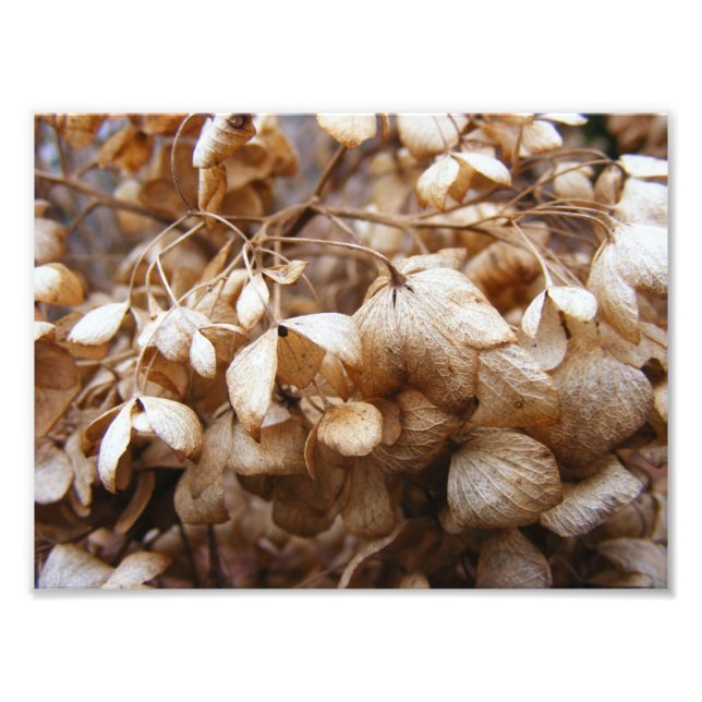 Hydrangeas från februari fototryck (Framsidan)