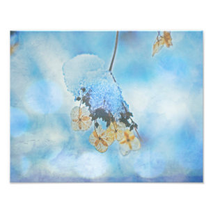 Hydrangeas, fryst fototryck