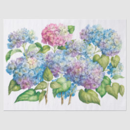 Hydrangeas i Bloom