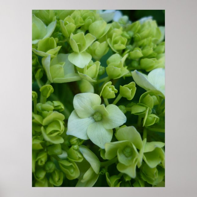 Hydrangeas i Grönt Poster (Framsidan)