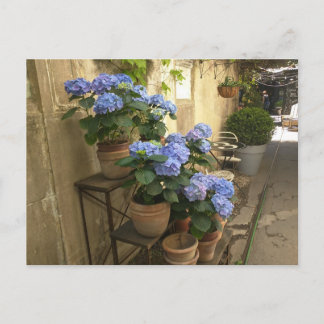 Hydrangeas i Pots Vykort