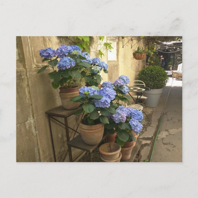 Hydrangeas i Pots Vykort (Framsida)