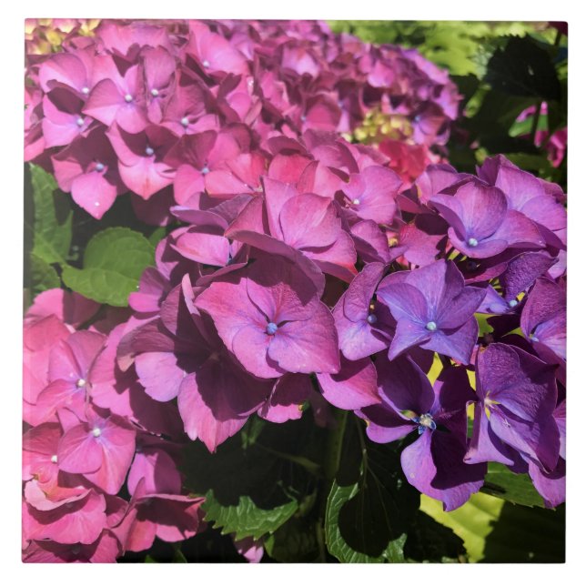 Hydrangeas Kakelplatta (Framsidan)