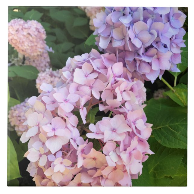 Hydrangeas Kakelplatta (Framsidan)