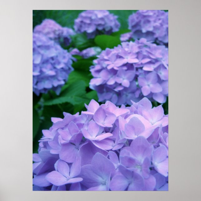 Hydrangeas {Lila} | POSTER (Framsidan)