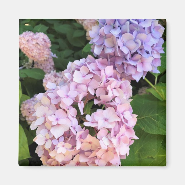 Hydrangeas Magnet (Framsidan)