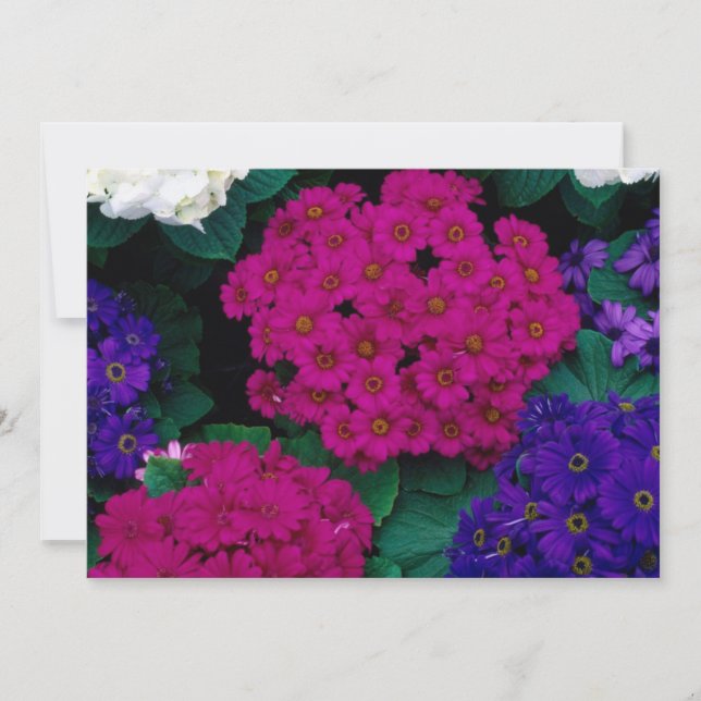 HYDRANGEAS MÖRK ROSA  LILA BLOMMMOR (Framsida)
