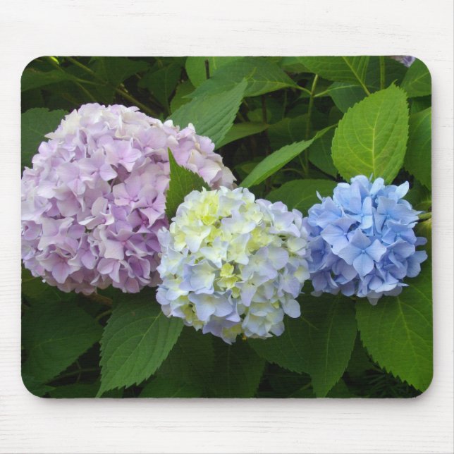 Hydrangeas Musmatta (Framsidan)