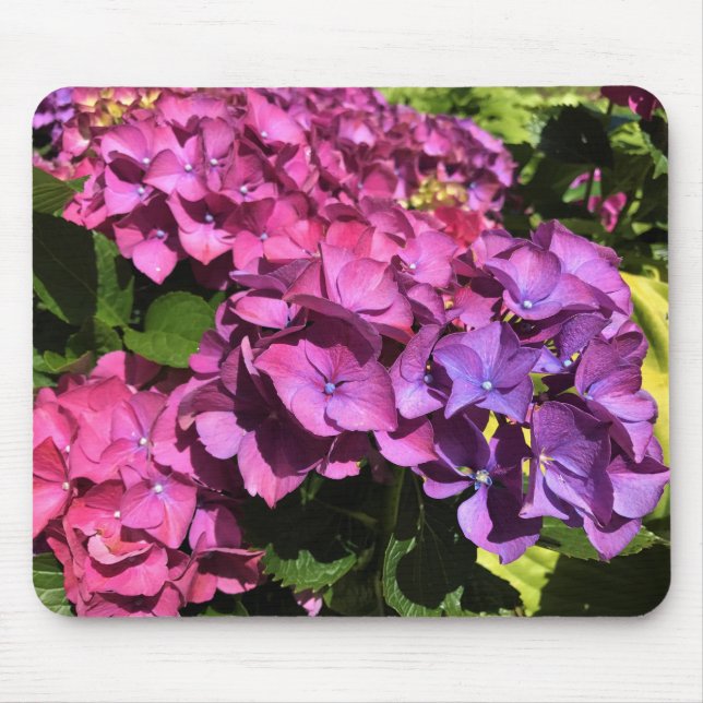 Hydrangeas Musmatta (Framsidan)