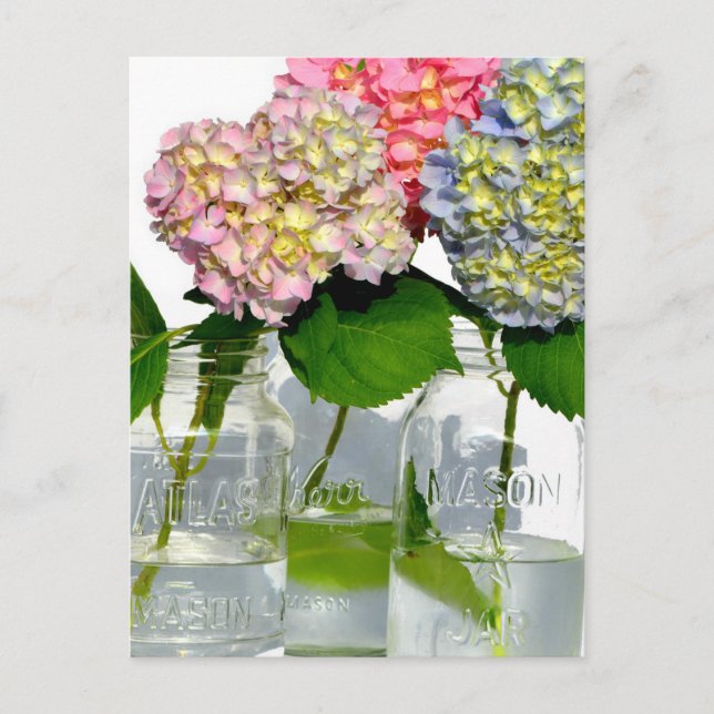 Hydrangeas och Mason burk Vykort (Framsida)