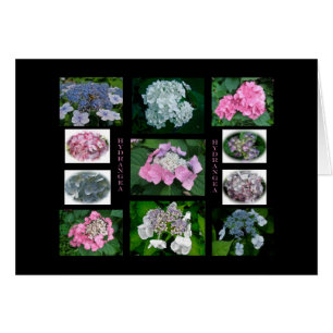 Hydrangeas på Parad Hälsningskort