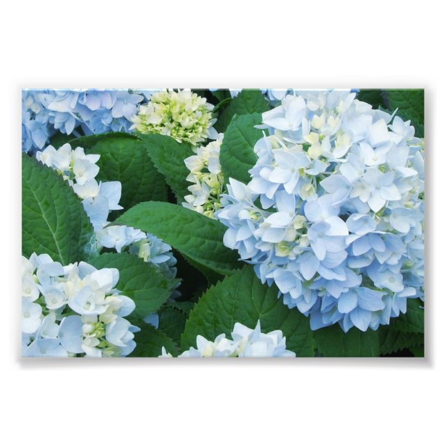 Hydrangeas Photo Print Fototryck (Framsidan)