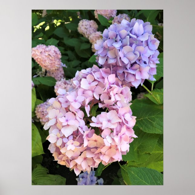 Hydrangeas Poster (Framsidan)