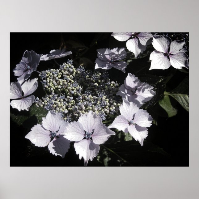Hydrangeas Poster (Framsidan)