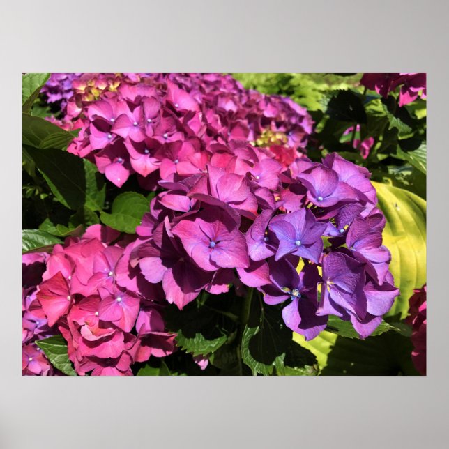 Hydrangeas Poster (Framsidan)