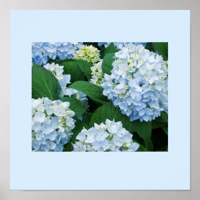 Hydrangeas Poster (Framsidan)
