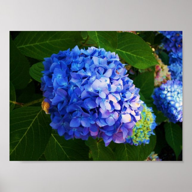 Hydrangeas Poster (Framsidan)