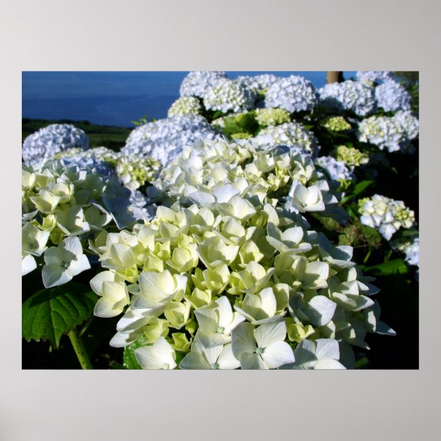 Hydrangeas Poster (Framsidan)