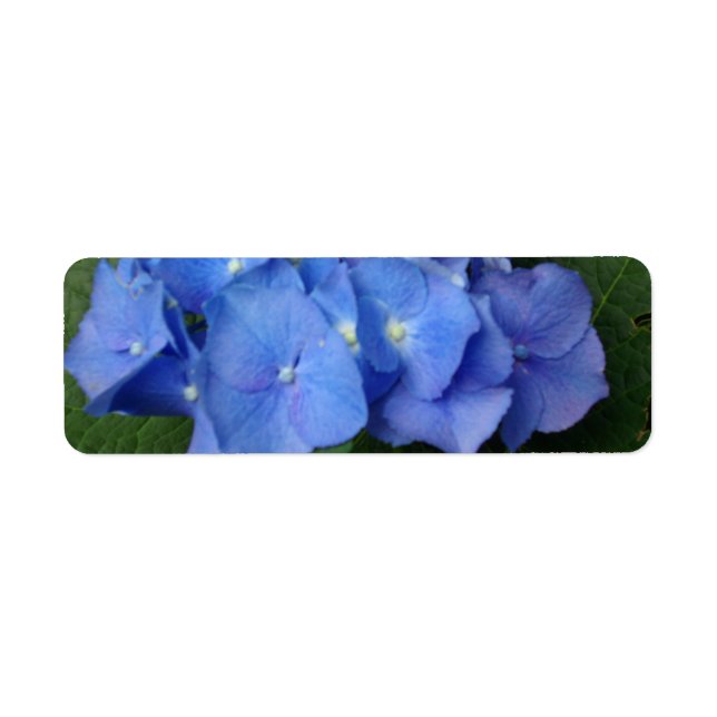 Hydrangeas Returadress Etikett (Framsidan)