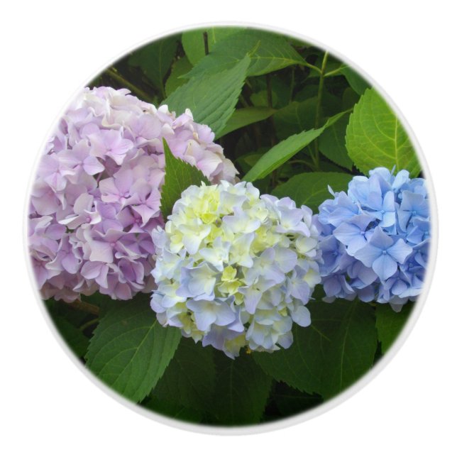 Hydrangeas rosa lila blue knopp (Framsidan)