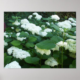 Hydrangeas-Snowball Bush och Löv Poster