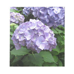 Hydrangeas vid Trebah Gardens, Cornwall Anteckningsblock
