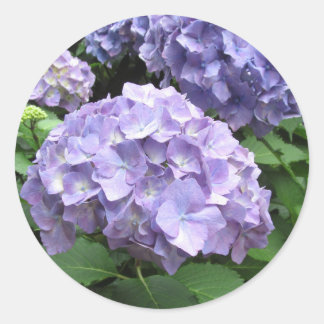 Hydrangeas vid Trebah Gardens, Cornwall Runt Klistermärke