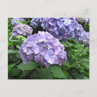 Hydrangeas vid Trebah Gardens, Cornwall Vykort